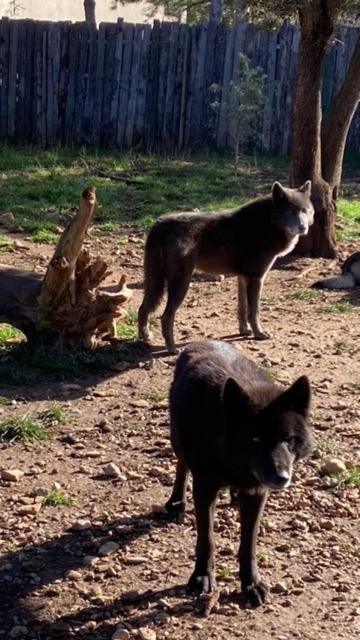 Les Gites Du Parc Animalier De Ginasservis ภายนอก รูปภาพ