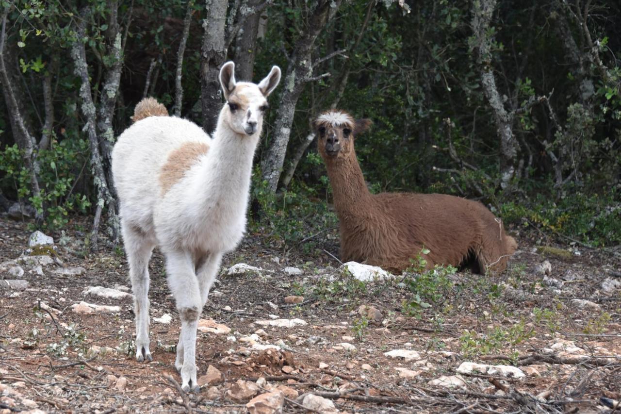Les Gites Du Parc Animalier De Ginasservis ภายนอก รูปภาพ